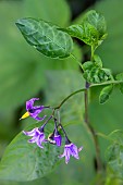 Climbing nightshade (Solanum dulcamara), detail of flowers in summer, Esch valley, Lorraine, France