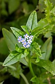Water forget-me-not (Myosotis scorpioides), detail of a group of flowers in summer, Esch valley, near Griscourt, Lorraine, France