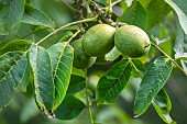 Common walnut (Juglans regia), detail of leaves and fruit in summer, Lorraine countryside, France