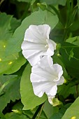 Hedge false bindweed (Calystegia sepium), flowers in summer, Moselle river bank, Lorraine, France
