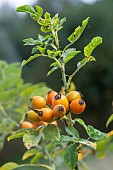 Small-leaved Sweet-briar (Rosa agrestis), rosehips in summer, Moselle river bank, Lorraine, France