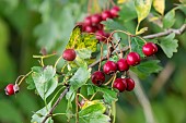 Hawthorn (Cratægus sp) fruit detail in late summer, Lorraine countryside, France