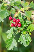 Hawthorn (Cratægus sp) fruit detail in late summer, Lorraine countryside, France