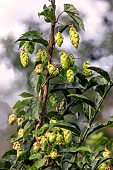 Climbing hop (Humulus lupulus), leaves and fruit in summer, Moselle river bank, Lorraine, France