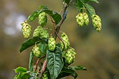 Climbing hop (Humulus lupulus), leaves and fruit in summer, Moselle river bank, Lorraine, France
