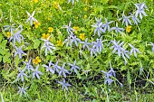 Solenopsis axillaris Avant-Garde Blue, Isotoma axillaris Avant-Garde Blue, Laurentia Avant-Garde Blue, flowers
