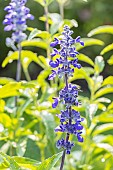 Mealycup sage Epi Bleu, Salvia farinacea Epi Bleu, flowers