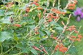 Autumn Sage, Salvia squalens, flowers