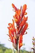 Canna Géant Marabout, Breeeder : Turkish (FRA), flowers