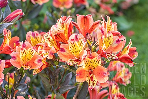 Peruvian_Lily_Alstroemeria_Indian_Summer_flowers