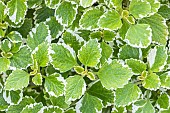 Madagascar Spur Flower, Plectranthus madagascariensis Variegated Mintleaf, foliage