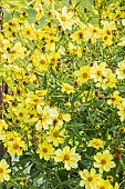 Thread-leaf Coreopsis, Coreopsis verticillata Full Moon, flowers