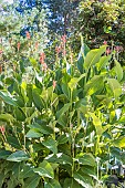 Canna Géant Marabout, Breeeder : Turkish (FRA), in bloom
