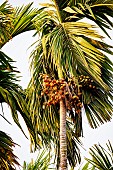 Areca palm tree, Areca nut or Betel nut, Assam, India