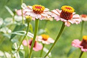 Elegant zinnia, Zinnia elegans Zinderella Peach, flowers