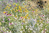 Bed of summer flowers, Verbena bonariensis, Achillea filipendulina Cloth of Gold, Echinacea purpurea Bravado, Gaura lindheimeri, Eryngium alpinum Blue Star.