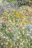 Bed of summer flowers, Verbena bonariensis, Achillea filipendulina Cloth of Gold, Echinacea purpurea Bravado, Gaura lindheimeri, Eryngium alpinum Blue Star.