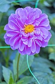 Dahlia Chilly, flower