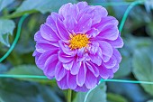 Dahlia Chilly, flower