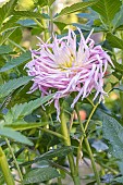 Dahlia Narumi, flower
