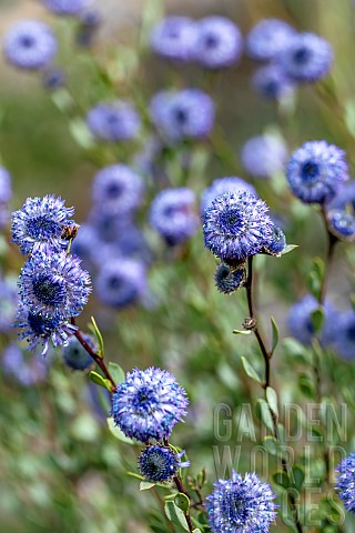 Shrubby_globularia_Globularia_alypum_flowers_BouchesduRhone_France