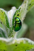 Mint Leaf Beetles (Chrysolina herbacea) on Apple Mint (Mentha spicata Nanah), Vaucluse, France