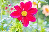 Dahlia Tango Verver Export, flower