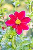 Dahlia Tango Verver Export, flower