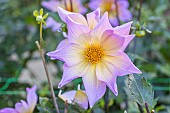 Dahlia Bio Lima Verver Export, flower