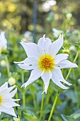 Dahlia Bio Justice Verver Export, flower