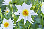 Dahlia Bio Justice Verver Export, flower