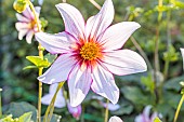 Dahlia Bio Felicia Verver Export, flowers