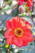 Dahlia Coquette, flower