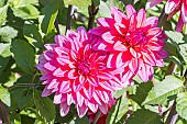 Dahlia Melody Lizza Breeder: Verwer (HOL) 2004, flowers