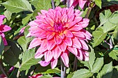 Dahlia Melody Lizza Breeder: Verwer (HOL) 2004, flower