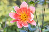 Dahlia Papille Verver Export, flower