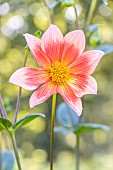 Dahlia Papille Verver Export, flower