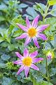 Dahlia Bio Manche Libre Verver Export, flowers