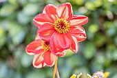Dahlia Coquette Verver Export, flowers