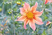 Dahlia Victor Hugo Verver Export, flower