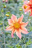 Dahlia Victor Hugo Verver Export, flower
