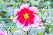 Dahlia Héroïne Breeder : Turc (FRA) 2016, flower