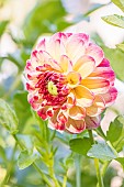 Dahlia Kaiser Wilhelm Breeder : Deegen (GER) 1881, flower
