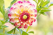 Dahlia Kaiser Wilhelm Breeder : Deegen (GER) 1881, flower