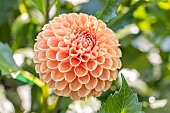 Dahlia Cornel Brons Breeder : Smits (NDL) 2004, flower