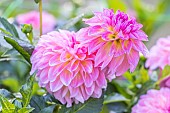 Dahlia Sturm Kika Breeder: Smits (NDL) 2004, flowers