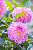 Dahlia Sturm Kika Breeder: Smits (NDL) 2004, flowers
