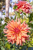 Dahlia Belle of Barmera Breeder : Simon (USA) 1987, flower