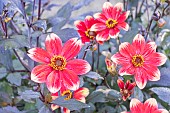 Dahlia Dahlegria Bicolore Breeder: Verwer (NED) 2017, flowers