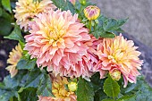 Dahlia Garden Desire, flowers